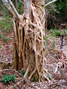 Strangler Fig, Ken Okel, productivity tips, Leadership convention speaker Miami Orlando Florida, Leadership tips