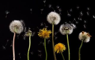 Watering Your Weeds at Work, Ken Okel, Motivational Leadership Speaker, Orlando Florida Miami